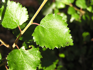 Image showing BIRCHLEAFS