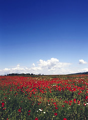 Image showing Poppy field