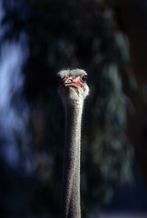 Image showing Ostrich