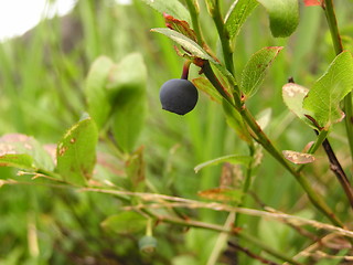 Image showing BLUEBERRY