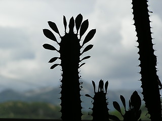 Image showing CACTUS SILUETTE