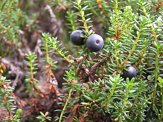 Image showing CROWBERRY