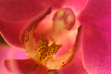 Image showing Orchid