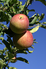 Image showing Red Apples