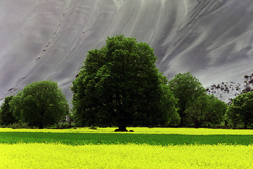 Image showing Spring in the desert