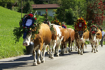 Image showing Almabtrieb