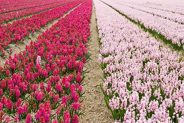 Image showing Hyacinth field