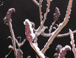 Image showing frozen acasia