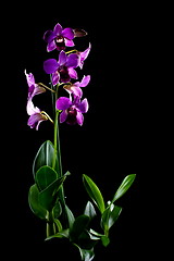 Image showing Blooming purple orchid.