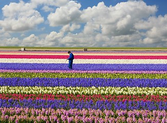 Image showing Hyacinth field