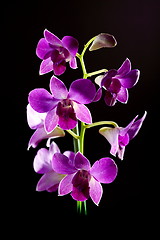 Image showing Purple orchid close up.