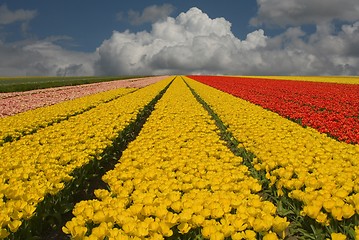 Image showing tulip field