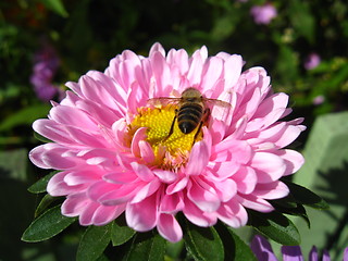 Image showing a little bee on the pink beautiful aster