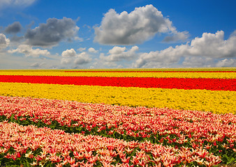 Image showing tulip field