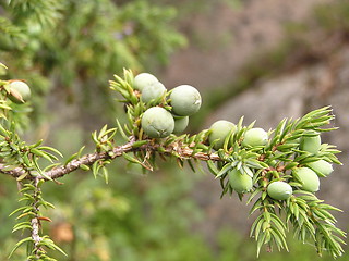 Image showing juniper