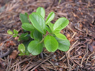 Image showing red whortleberry