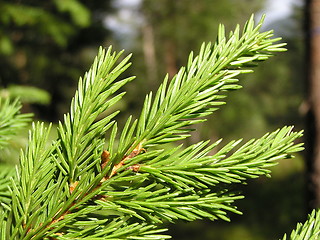 Image showing pine twig