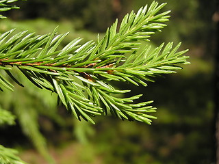 Image showing pine twig