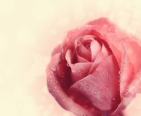 Image showing Pink Rose