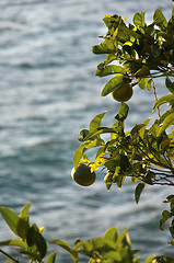 Image showing Lime tree on the sea background 