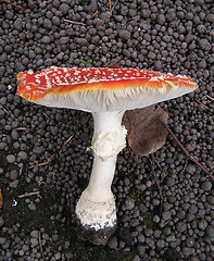 Image showing toadstool