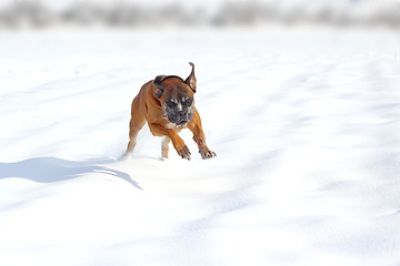 Image showing happy dog in snow