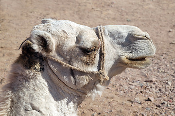 Image showing Arabian camel head