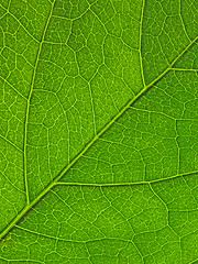 Image showing Green leaf texture