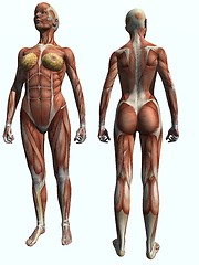 Image showing Anatomy Muscle Woman Standing