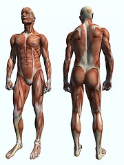 Image showing Anatomy Muscle Man Standing