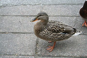 Image showing Duck waiting for food on pavement