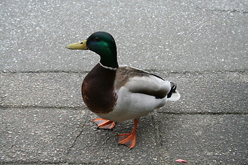 Image showing Duck waiting for food on pavement