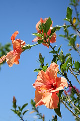 Image showing Hibiscus wit blue sky as background