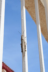 Image showing Close up of grasshopper on gate