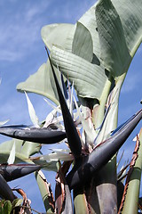 Image showing Strelitzia with white and blue flowers