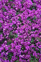 Image showing Bougainvillea