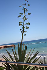 Image showing Windsurfing in the Mediterranean, Costa Blanca