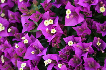 Image showing Close up of Bougainvillea