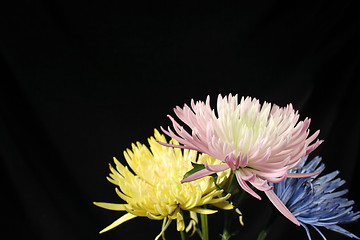 Image showing Spring Mums