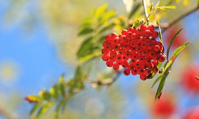 Image showing Rowanberries in early autumn.