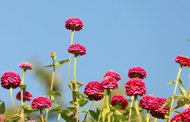 Image showing Zinnia elegans