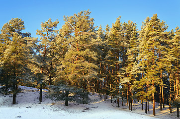 Image showing Winter Forest