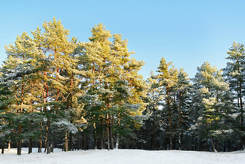 Image showing Pine Forest 