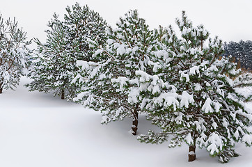 Image showing Fir Trees