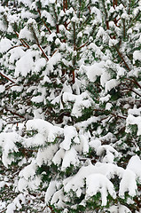 Image showing Fir Branches