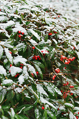 Image showing Red Berries