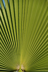 Image showing Palm leaf