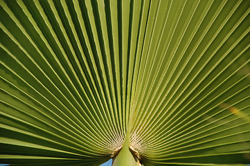 Image showing Palm leaf