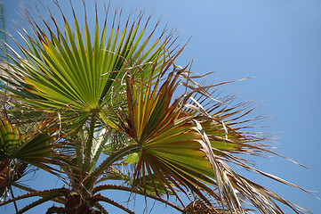 Image showing Palm leafs