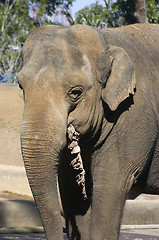 Image showing Elephant